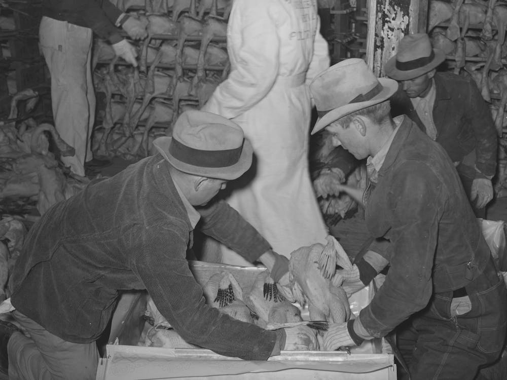 Packing Picked Turkeys In Boxes At Cold Storage Plant, Brownwood, Texas By Russell Lee