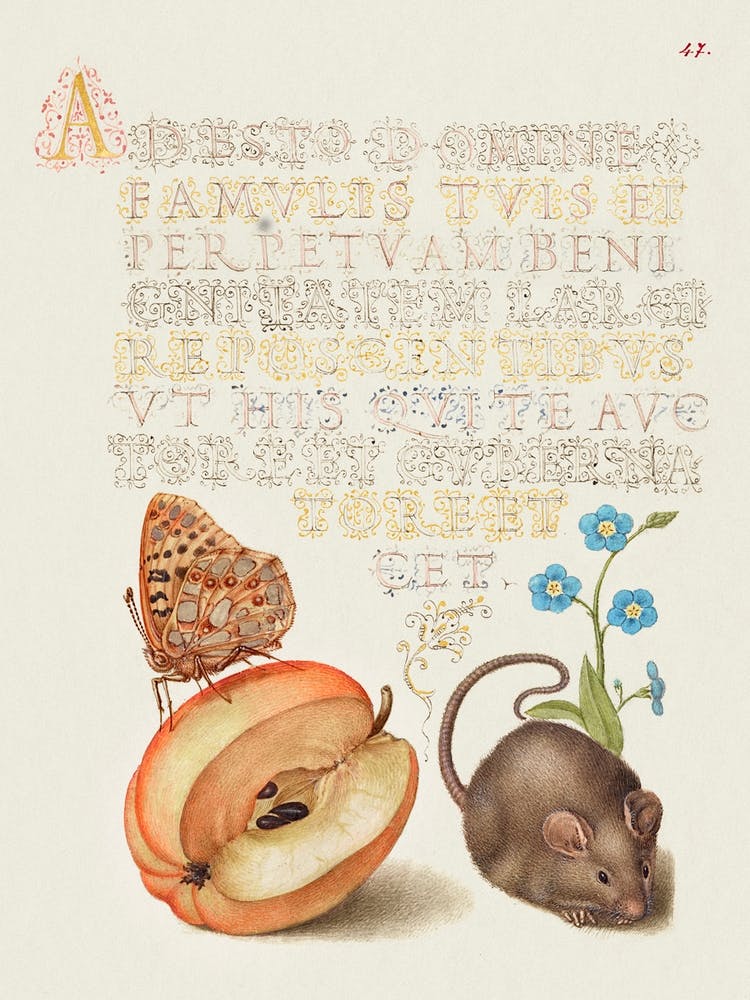 Queen Of Spain Fritillary, Apple, Mouse, And Creeping Forget Me Not From Mira Calligraphiae Monumenta, Joris Hoefnagel