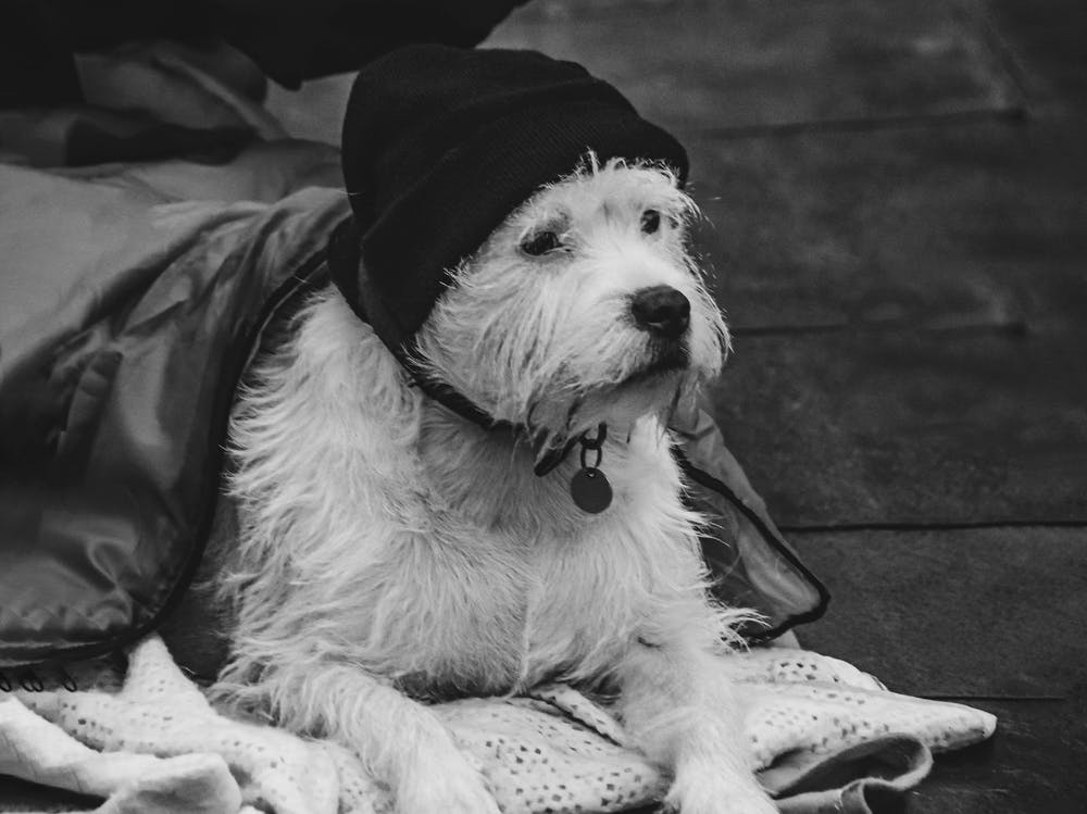 Homeless Dog