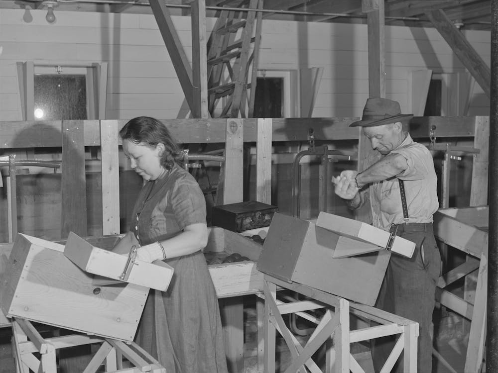 Farm Worker Practicing Wrapping Apples In The Apple Wrapping School At The Fsa (Farm Security Administration) Farm
