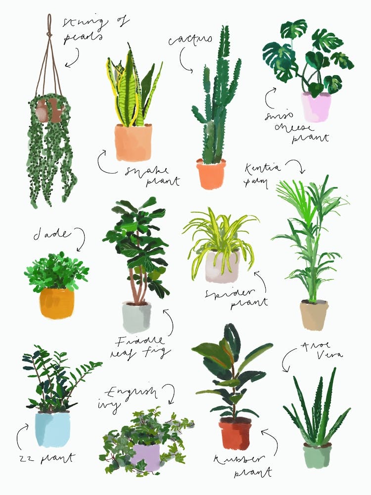 Plants