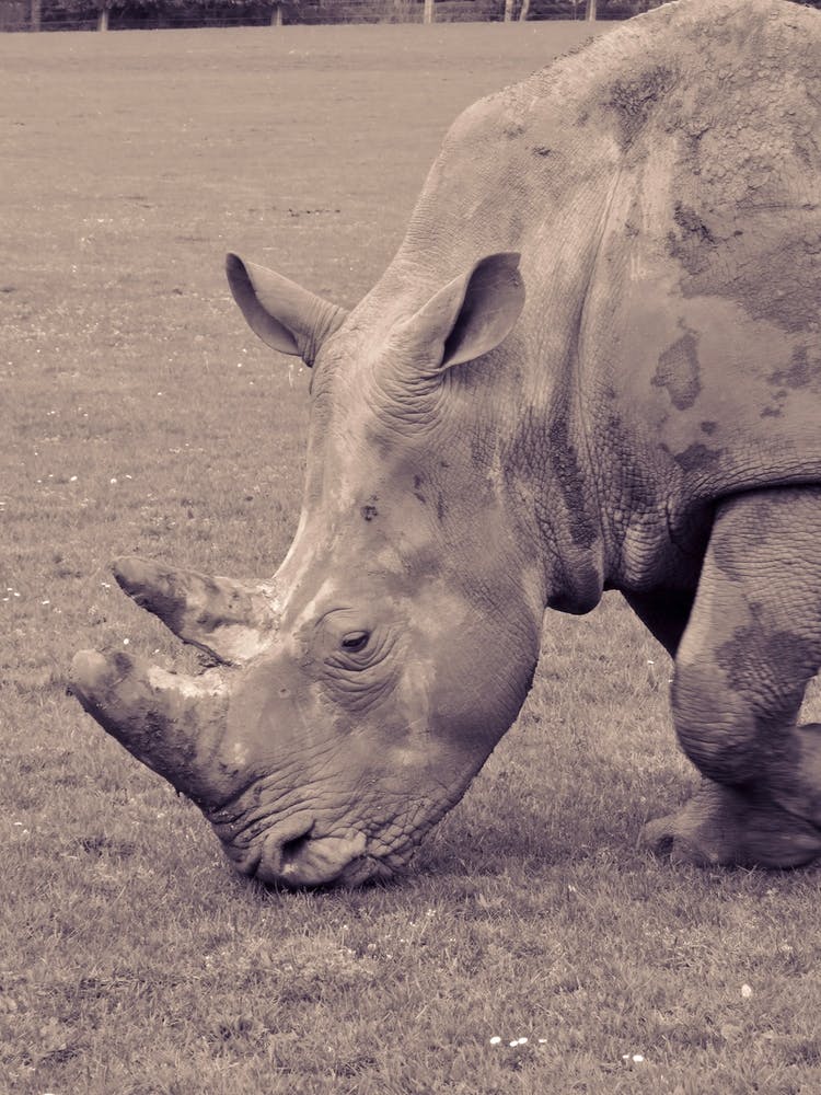 Rhinoceros Grey Rhino