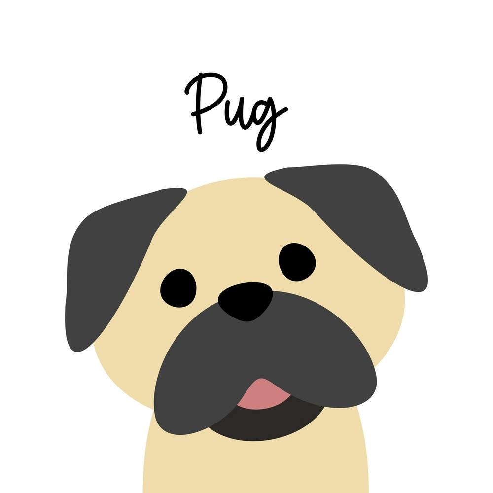 Pug Dog