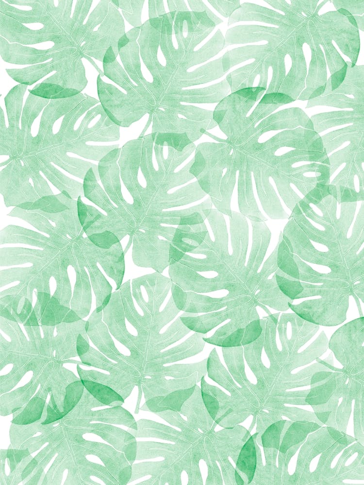 Monstera Little Forest