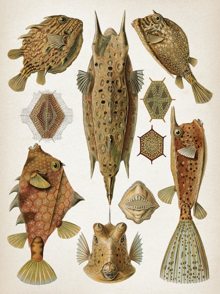 Vintage Haeckel 1 Tafel 42 Kofferfische