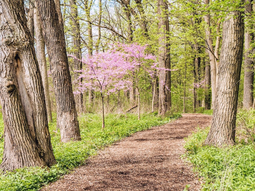 Spring Nature Trail