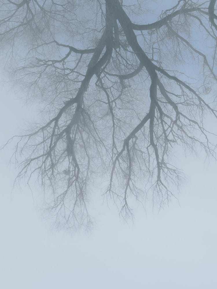 Winter. A Branching Tree In The Fog.