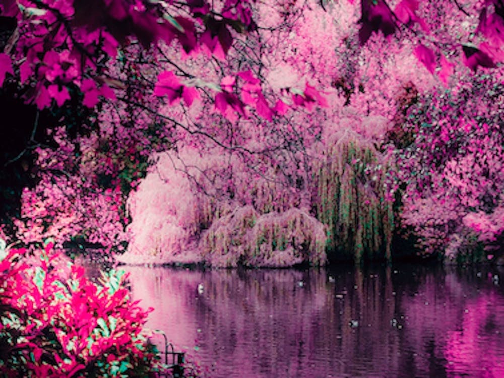 Pink City Park