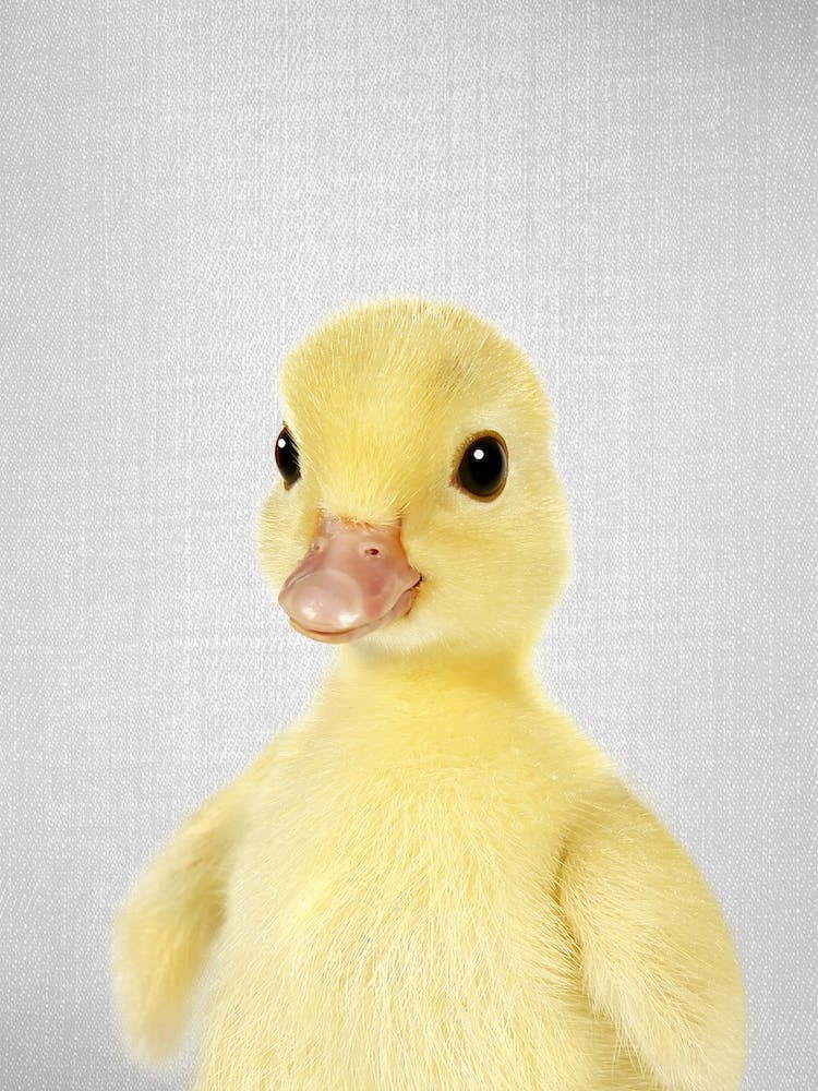 Duckling 2