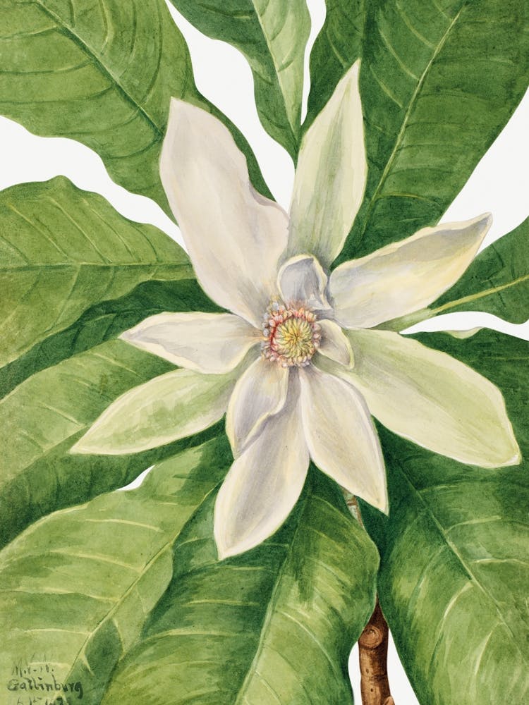 Vintage Botanical Mary Vaux Walcott _2732427