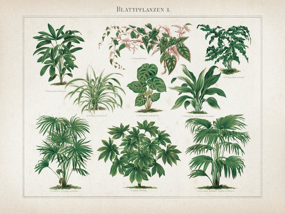 Vintage Meyers 1 Blattpflanzen 2