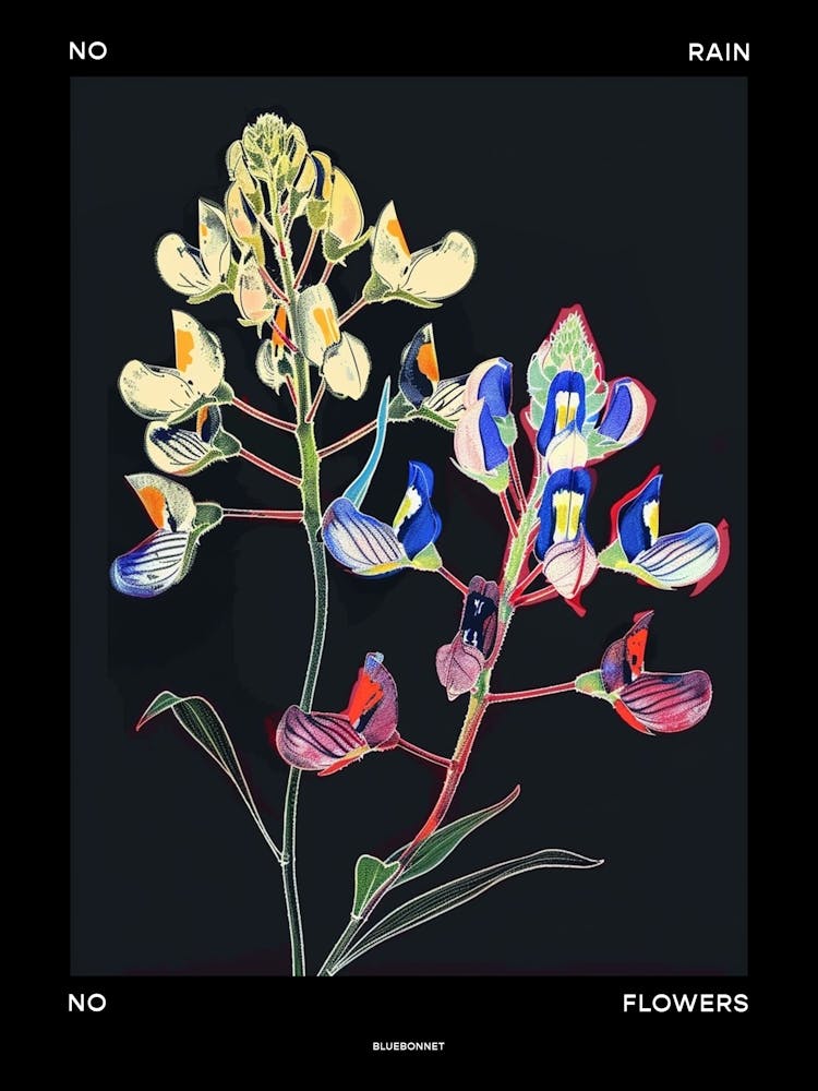 No Rain No Flowers Poster Bluebonnet 2