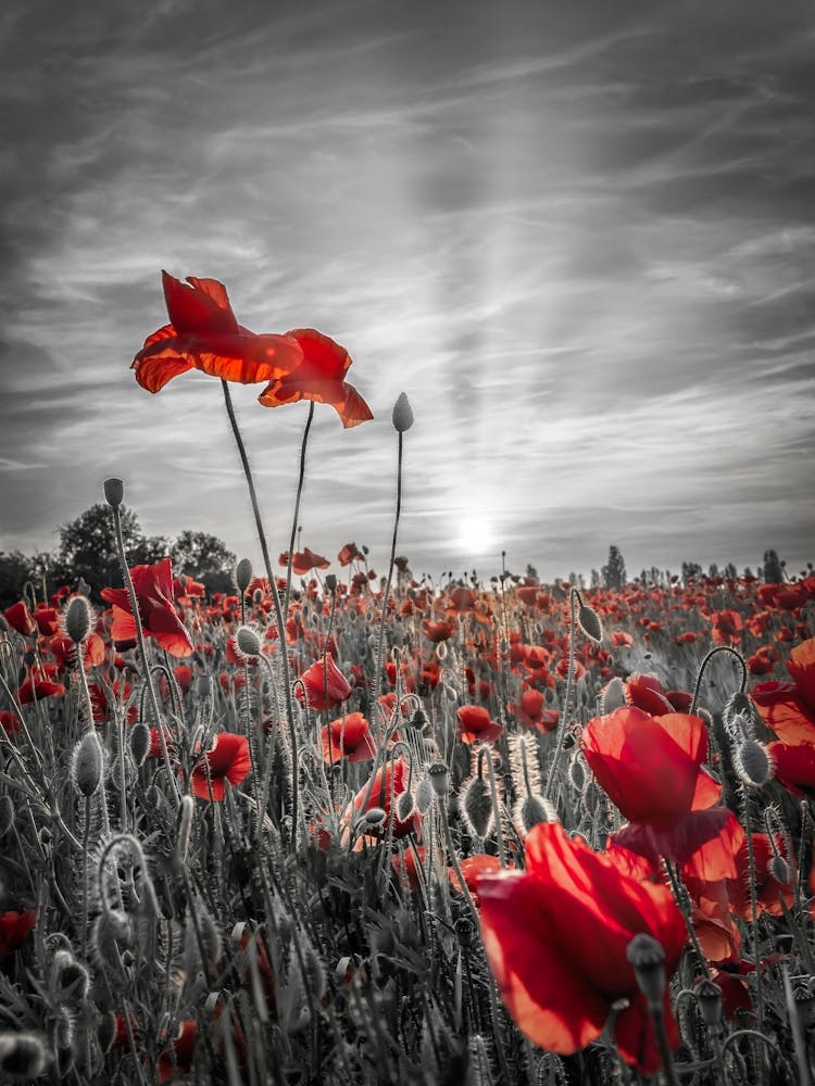 Poppies Sunset In Colorkey