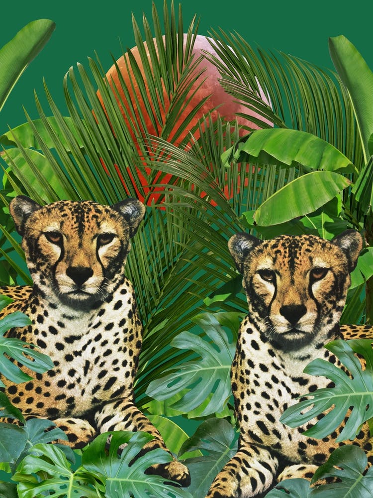 Félins de la Jungle