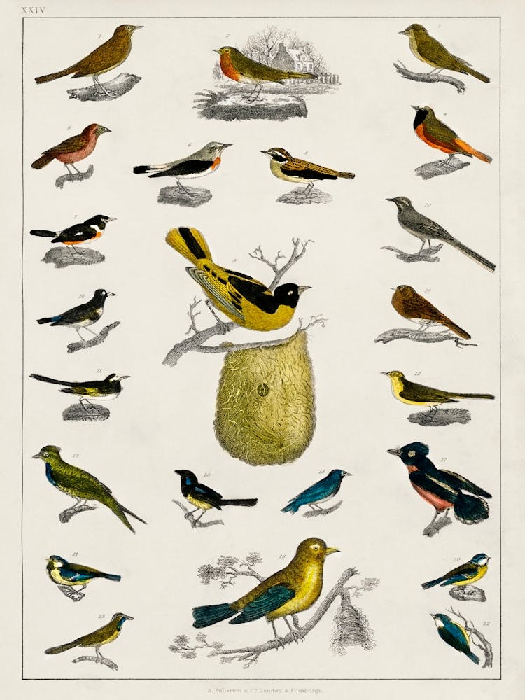 Collection Of Various Birds, Oliver Goldsmith 8