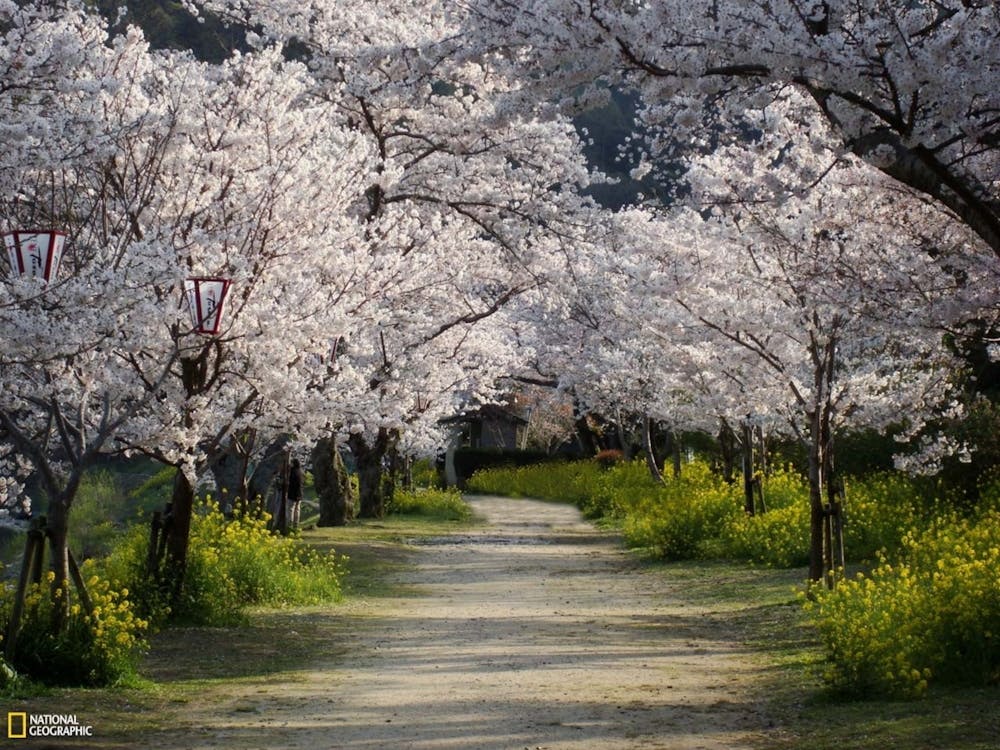 Cherry Blossoms 3