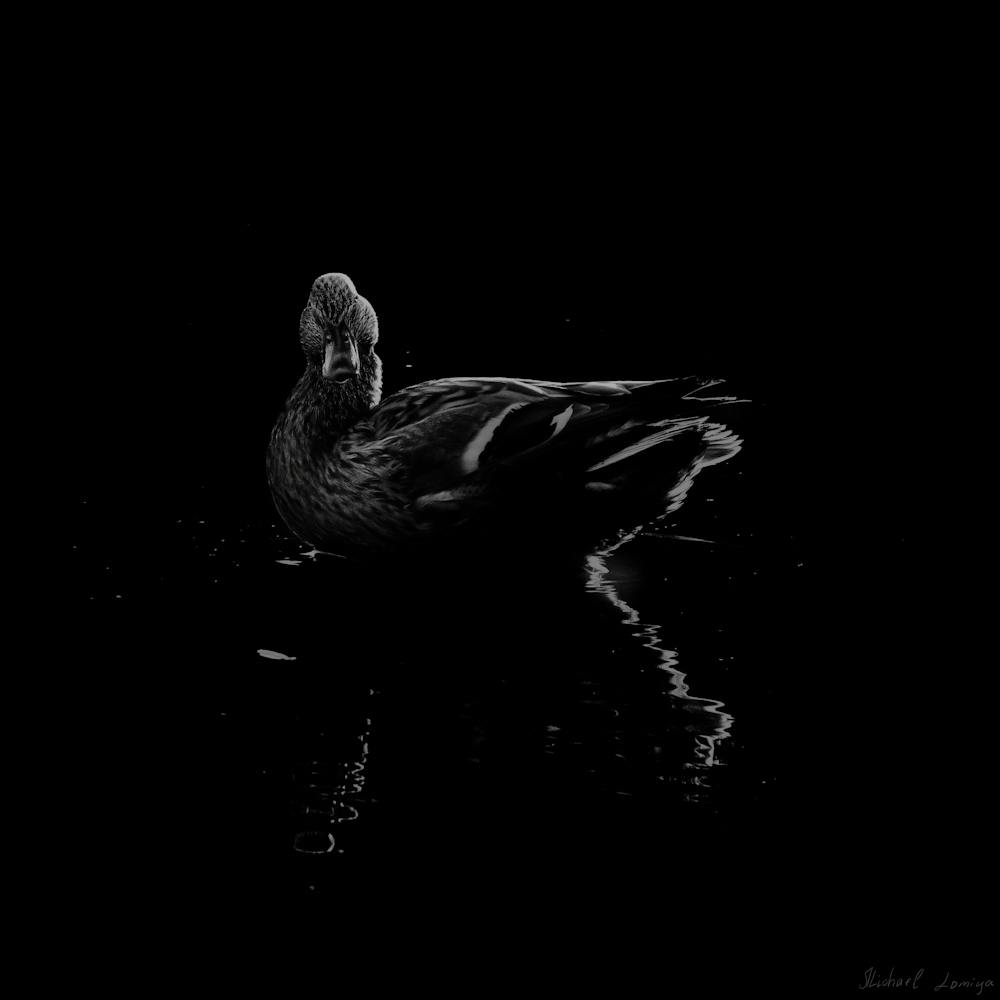 Black And White Duck With A Reflection On The Water 1