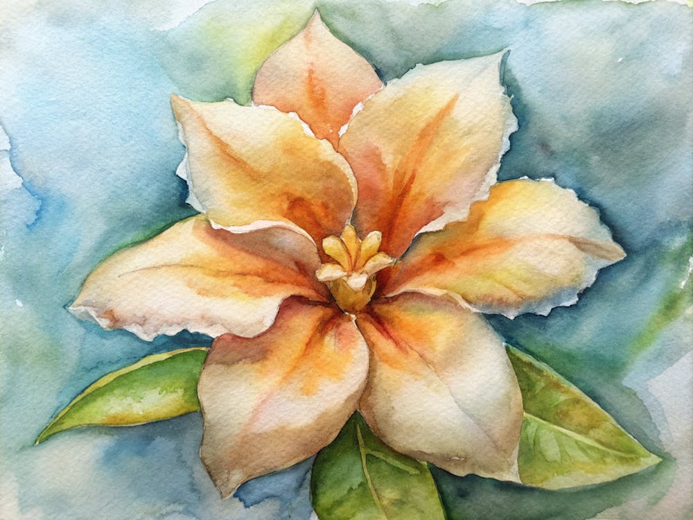 Hibiscus 6