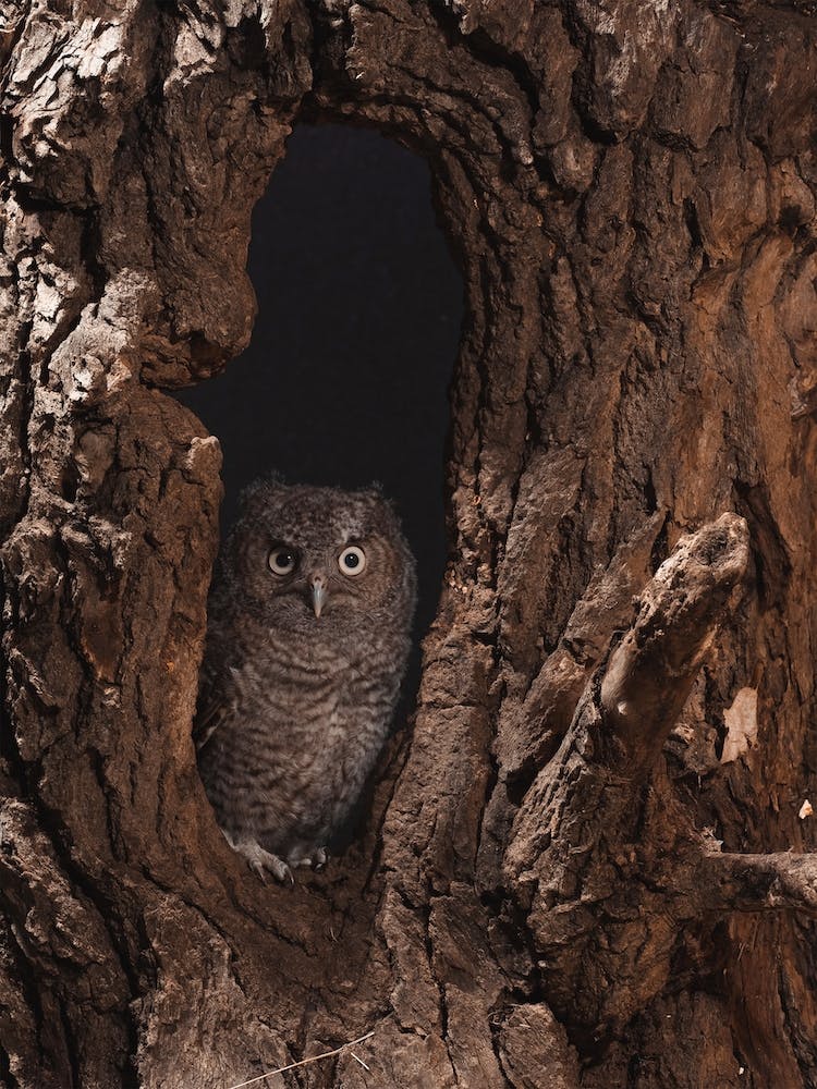 Juvenile Screech Owl