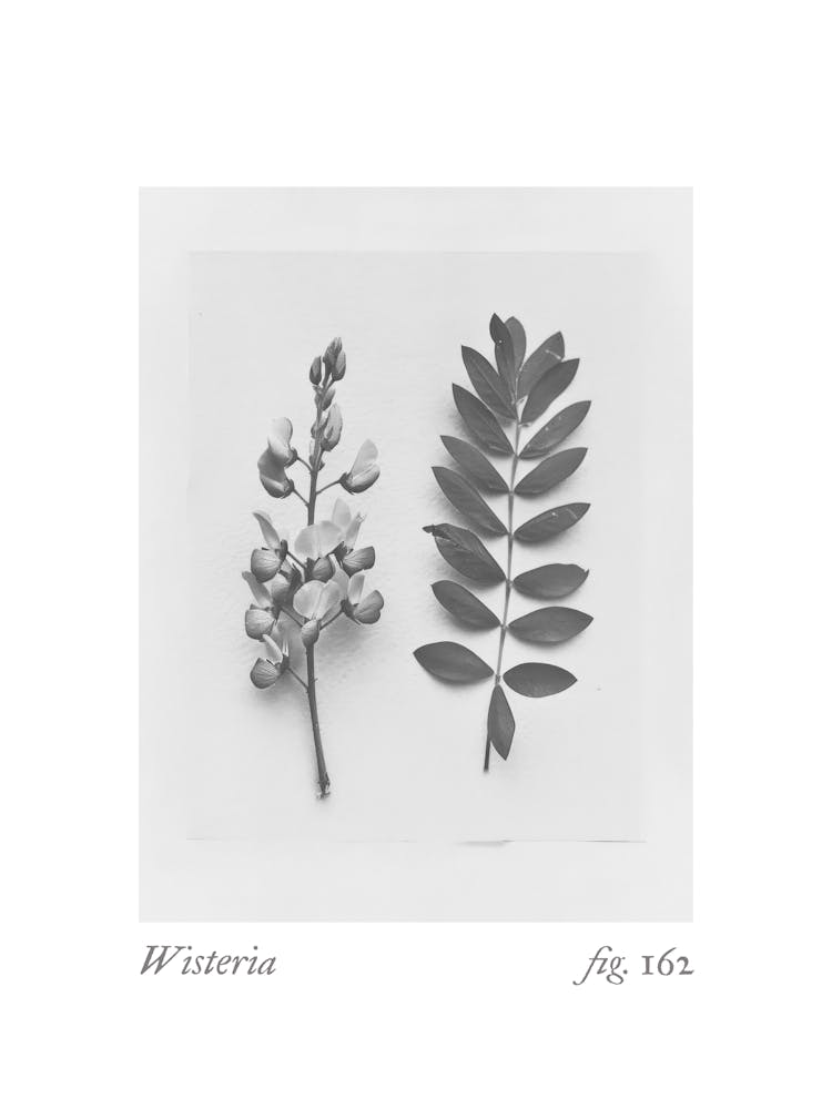 Wisteria Botanical Collage 1