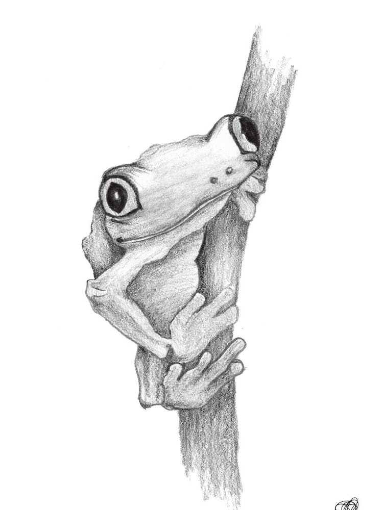 Black and White Pencil Tree Frog