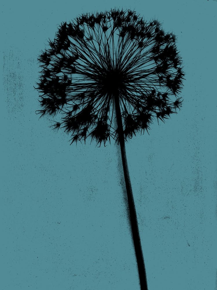 Teal black single allium