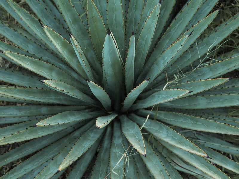 Spiked Leaves