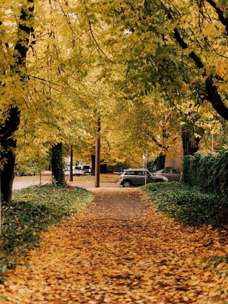 Autumn Leafy Sidewalk