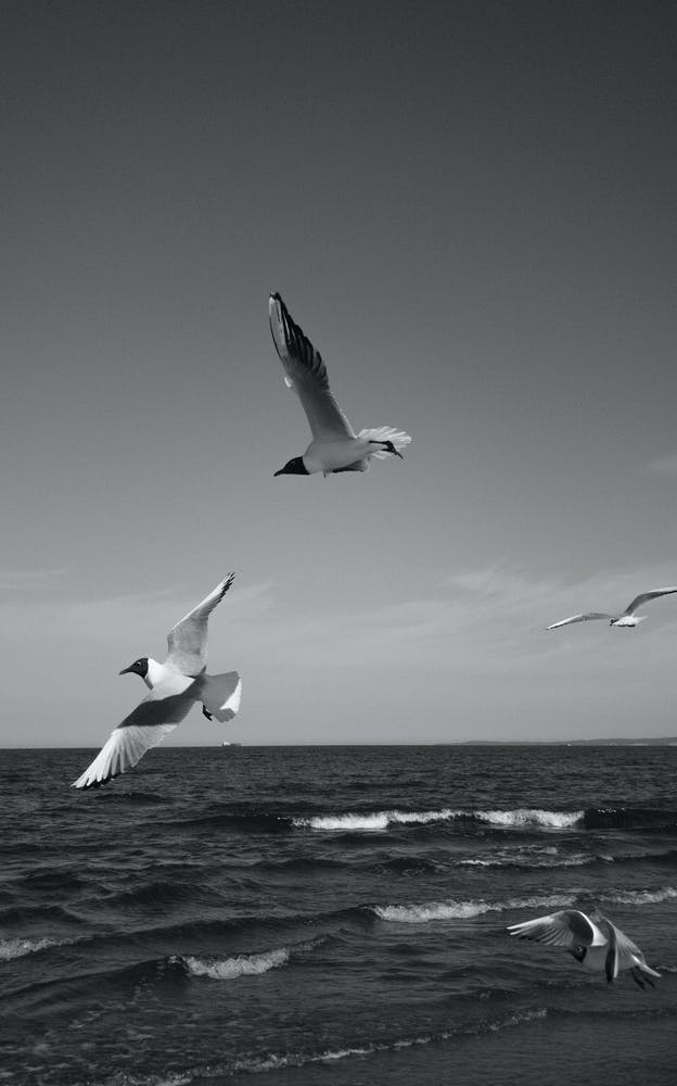 Sea