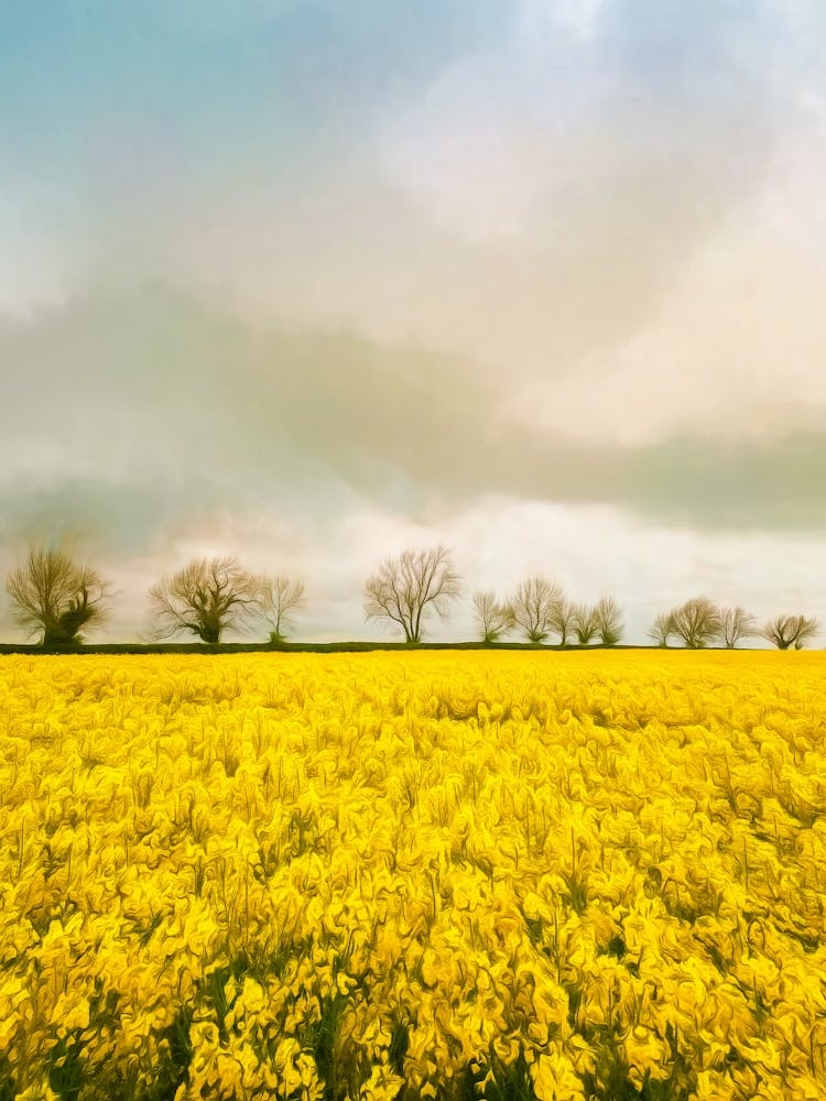 Fields Of Gold