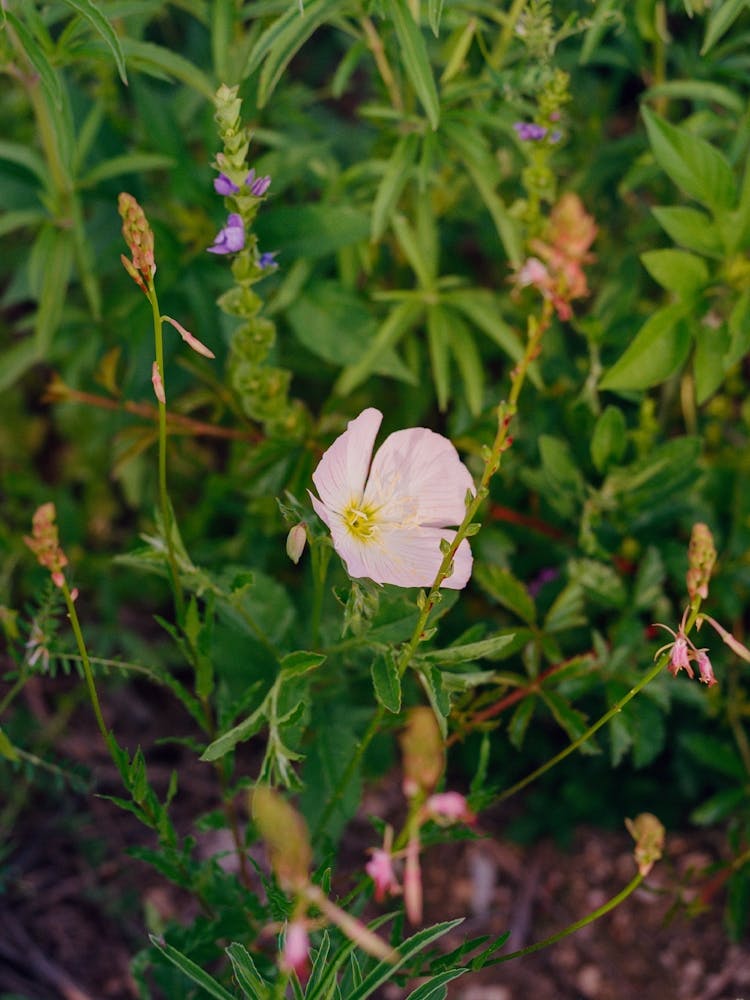 Texas Wildflower II on Film