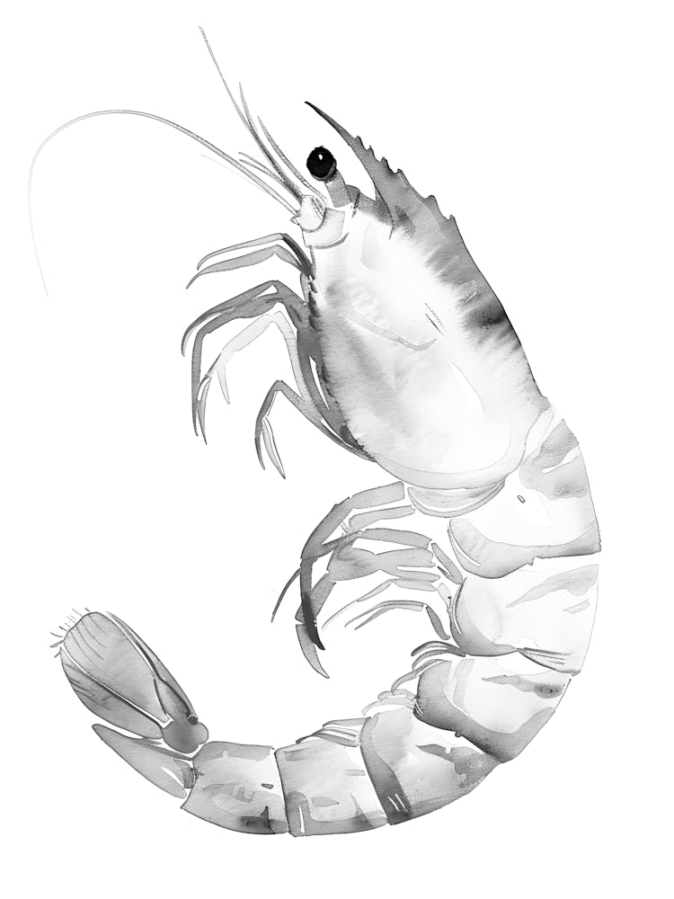 Prawn On White Background