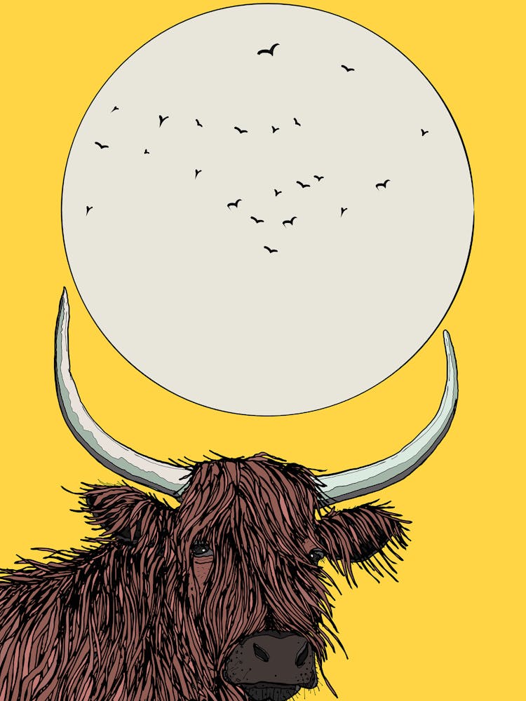 Highland Cow
