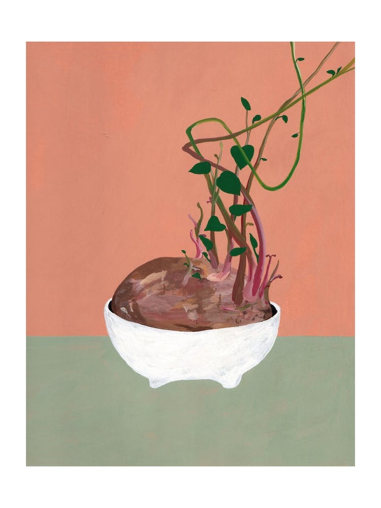 Sweet Potato