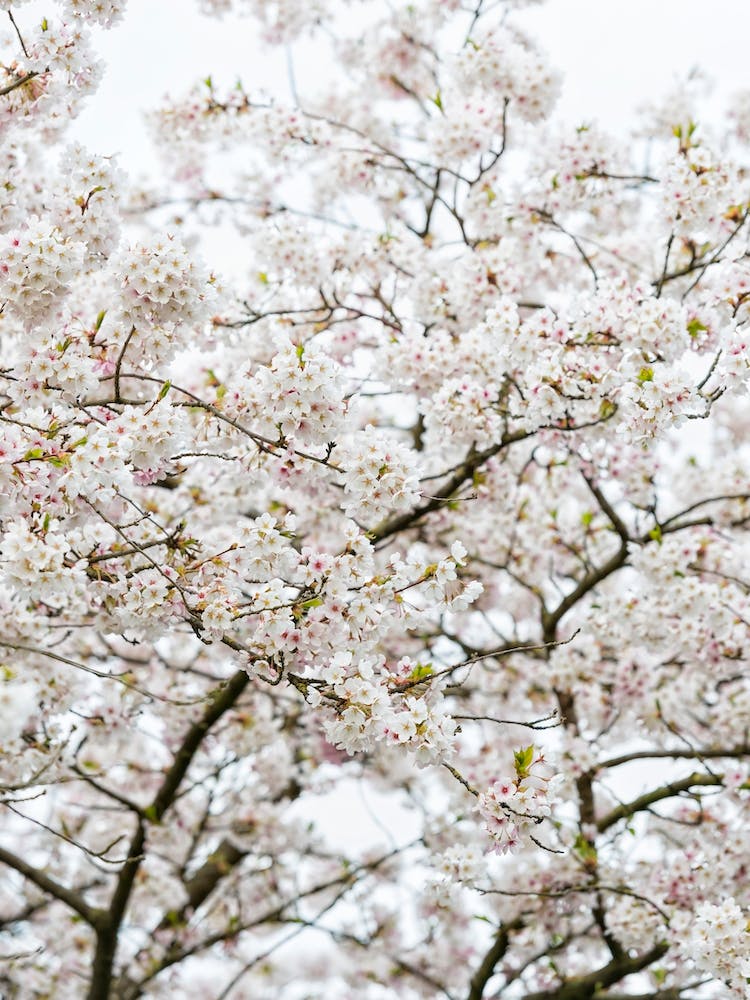 Blossom Tree