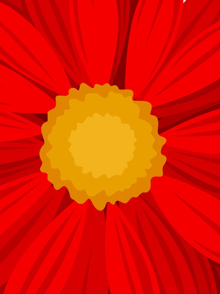 Rote Margerite