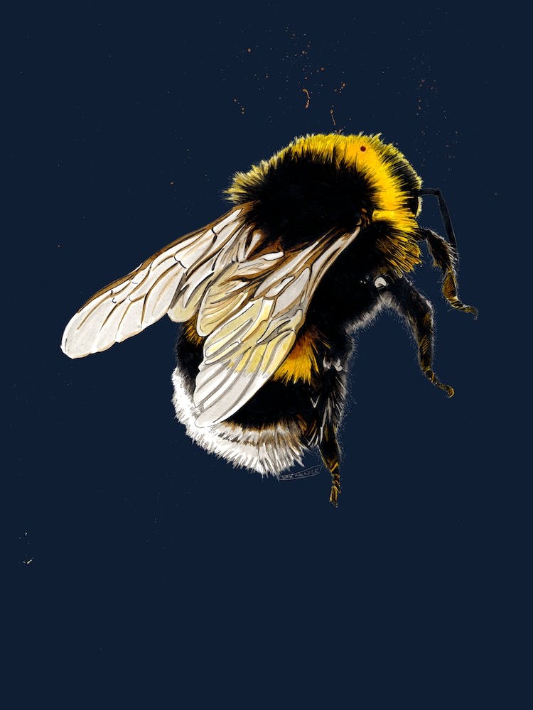 The Bee On Midnight Blue