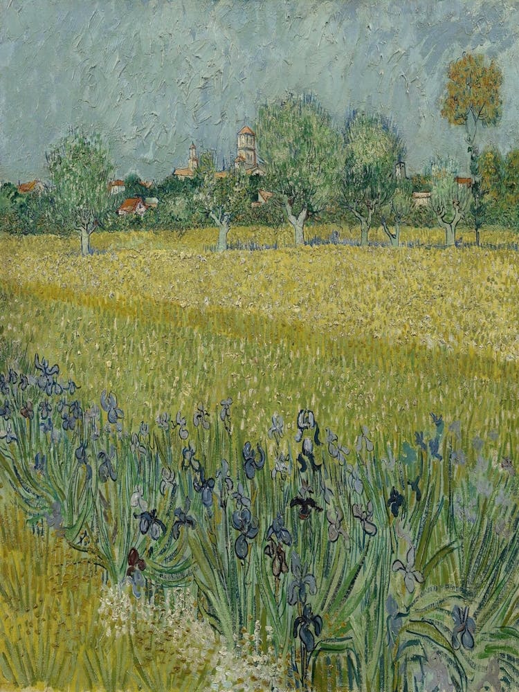 Field Of Irises