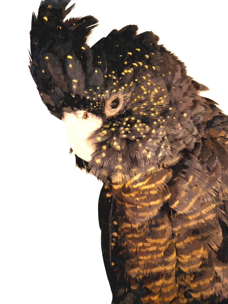 Black Cockatoo