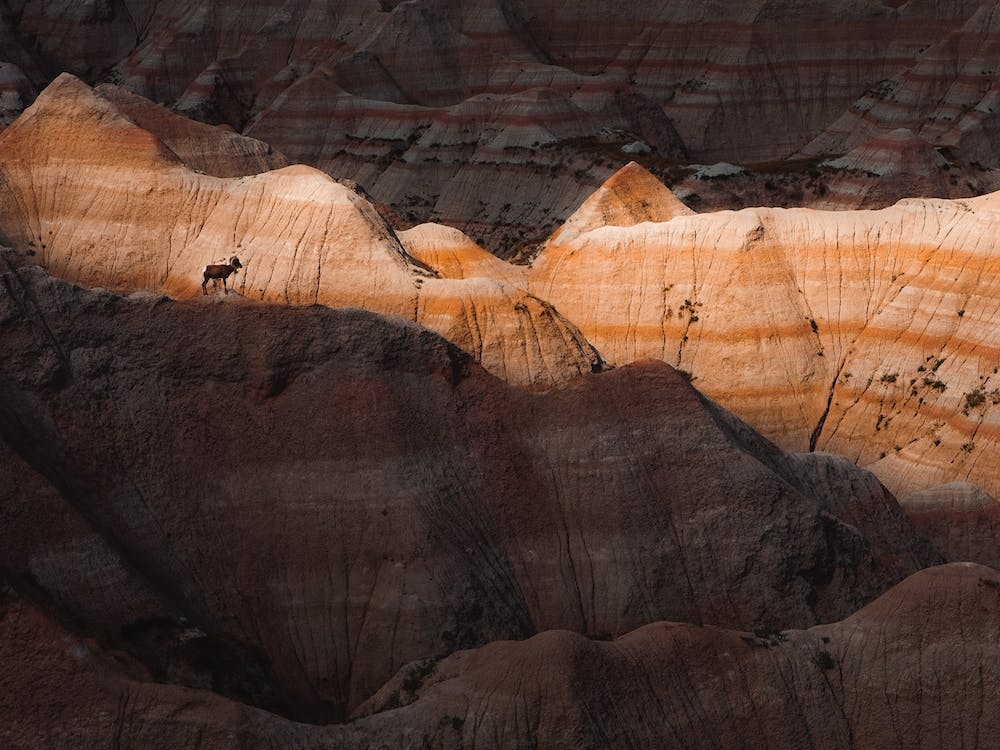 Desert Bighorn Sheep Scenery