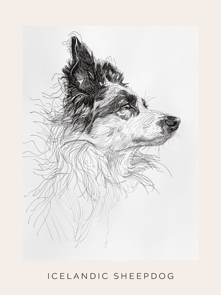 Icelandic Sheepdog Line Art 2 Poster