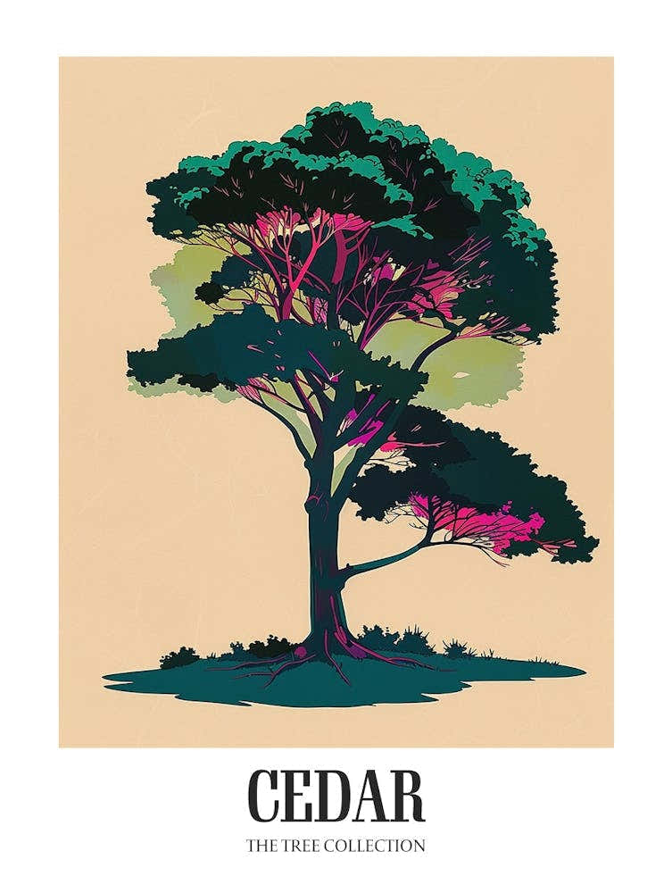 Cedar Tree Colourful Illustration 4 Poster