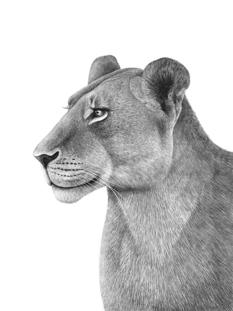The Lioness