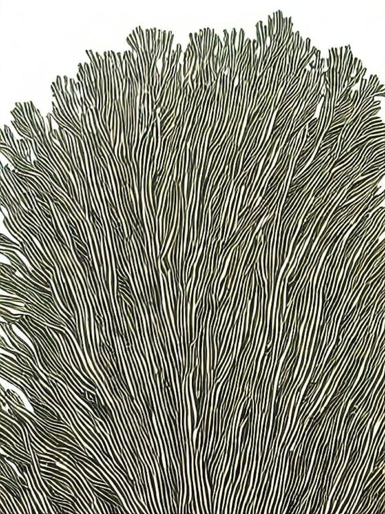 Acropora Granulosa Ii Linocut