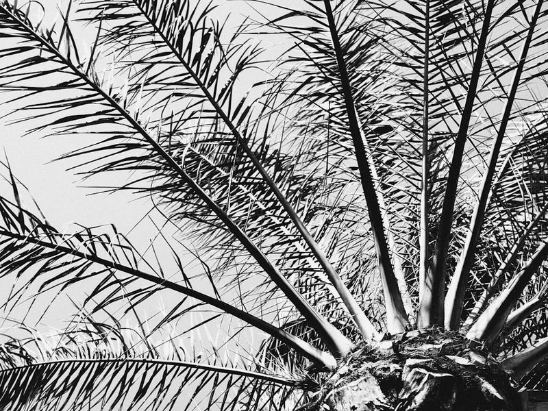 Palm leaves // Ibiza Nature & Travel Photography
