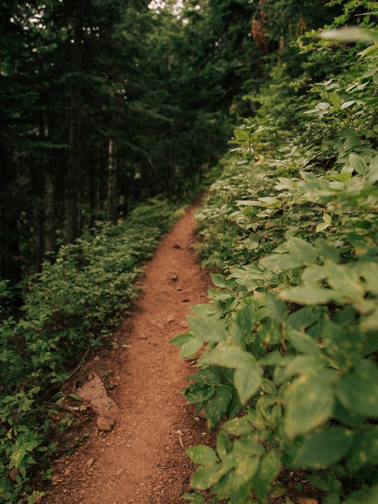 Forest Trail VIII