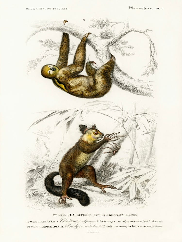 Three Toed Sloth (Bradypus Ustus) And Aye Aye (Cheiromys Madagascariensis), Charles Dessalines D' Orbigny