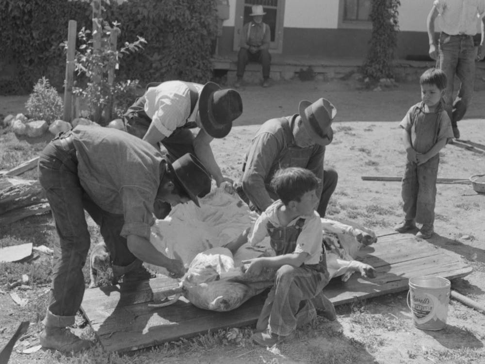 Spanish American Farmers Peeling Off Layer Of Fat From Slaughtered Hog, Chamisal, New Mexico By Russell Lee