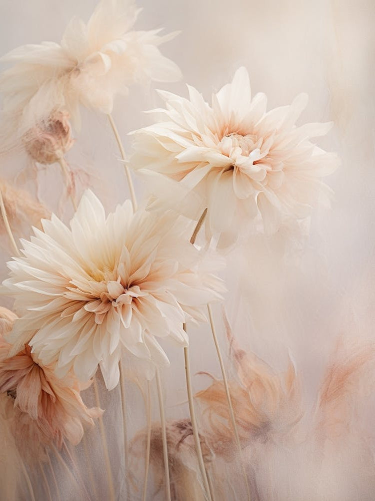 Boho Dried Flowers Gerbera Daisy 1