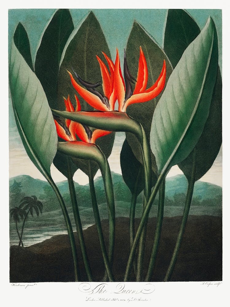 The Queen Plant From The Temple Of Flora (1807), Robert John Thornton
